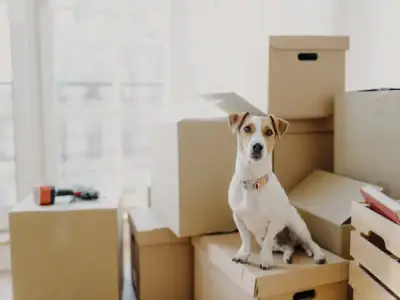 Pet Relocation Service Dor to Dor